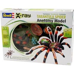 Tarántula Modelo Anatómico