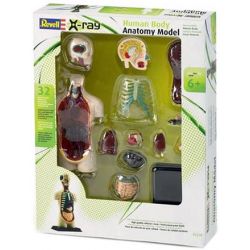 Anatomía del Cuerpo Humano