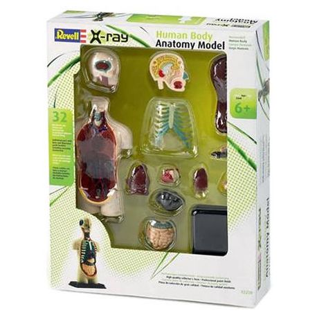 Anatomía del Cuerpo Humano